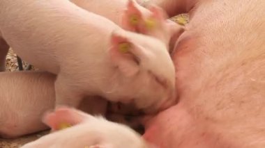 Ukrayna, kiev - 16 Haziran: XXII Uluslararası Tarımsal Sanayi Fuarı 