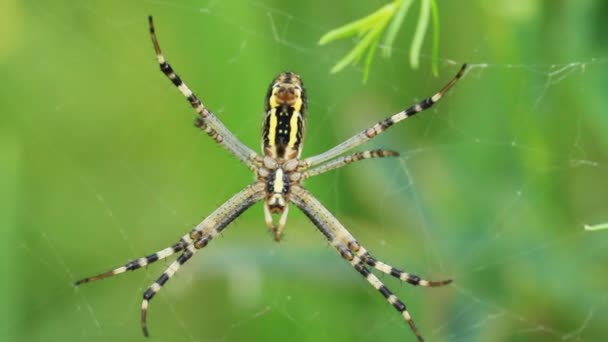 Garden spider. Araneus diadematus — Stock Video