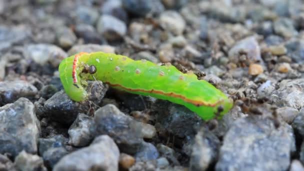 Hormigas y oruga verde muerta — Vídeos de Stock