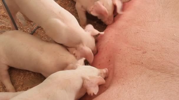 Sucking pigs — Stock Video