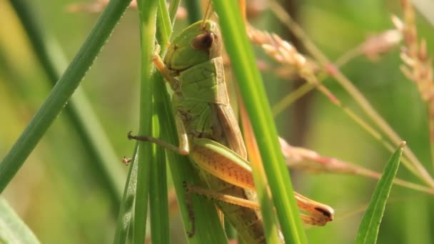Grön gräshoppa — Stockvideo