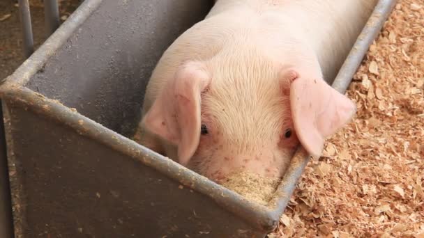 Ferme avicole