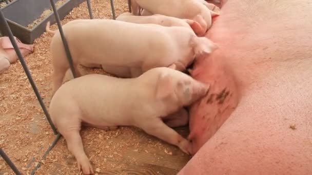 Sucking pigs — Stock Video