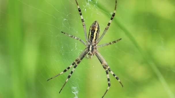 Ogród pająk. Araneus diadematus — Wideo stockowe