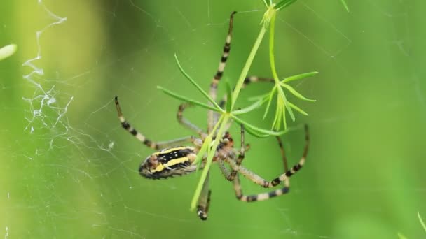 Un ragno da giardino. Araneus diadematus — Video Stock