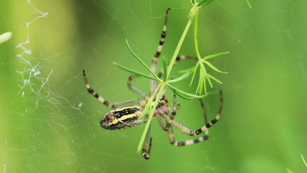 Zahradní pavouk. Araneus Wikidruzích. — Stock video