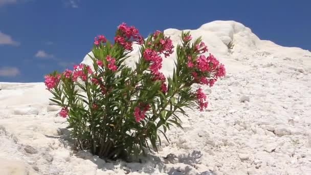 Pamukkale - Baumwollburg Denizli Provinz im Südwesten der Türkei — Stockvideo