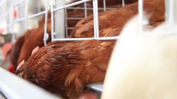 Granja avícola — Vídeo de stock