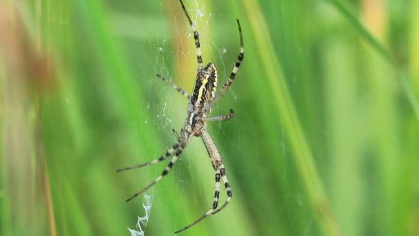 Aranha de jardim. Araneus diadematus — Vídeo de Stock