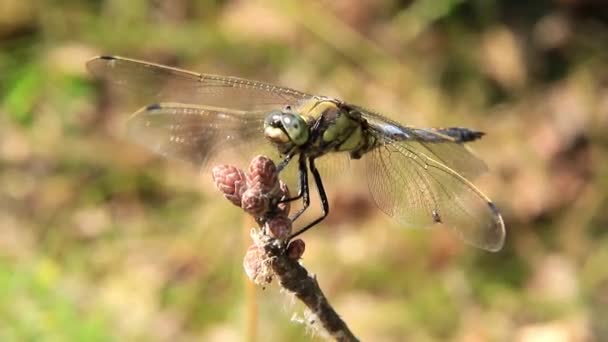 Libellula — Video Stock