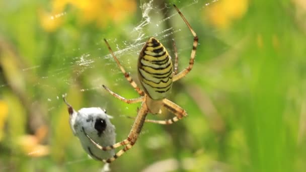 Bahçe örümcek. araneus diadematus — Stok video