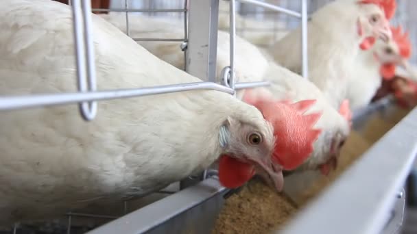 Poultry farm — Stock Video