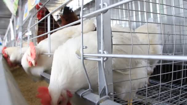 Poultry farm — Stock Video