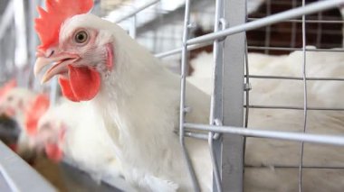 Kümes hayvanları çiftliği