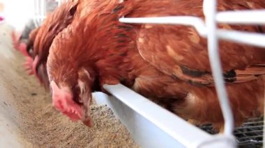 Kümes hayvanları çiftliği