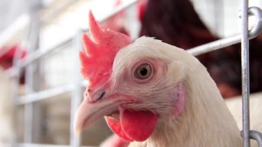 Kümes hayvanları çiftliği