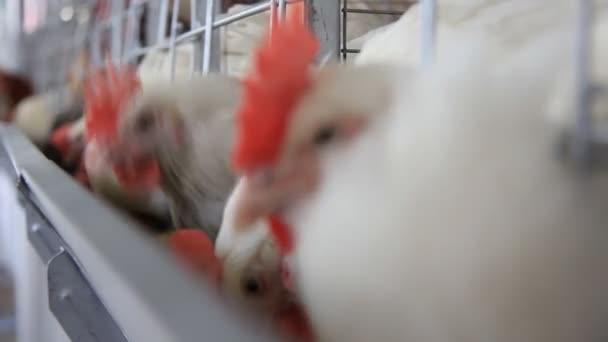 Poultry farm — Stock Video