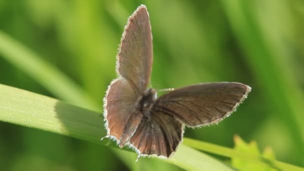 Красивая бабочка — стоковое видео