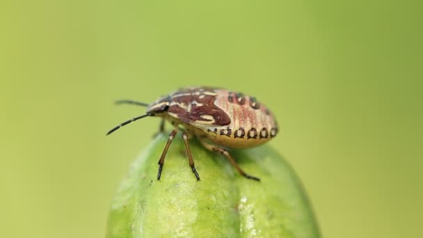 Un escarabajo en una planta — Vídeos de Stock