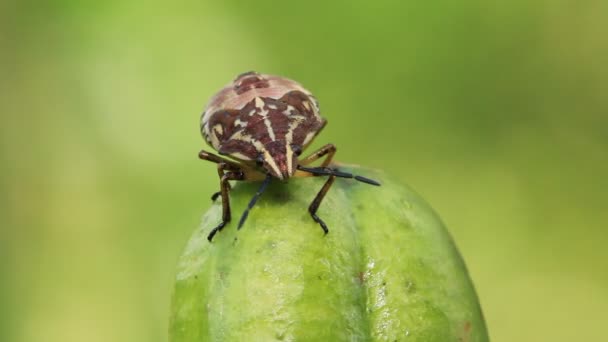 Un scarabée sur une plante 