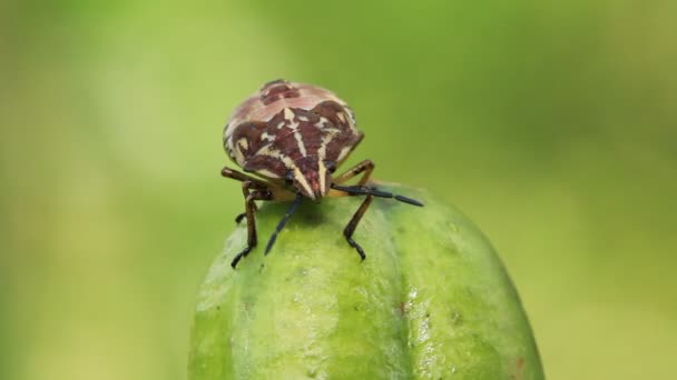 Un scarabée sur une plante — Video