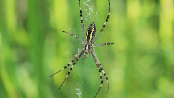 Uma aranha de jardim em sua teia — Vídeo de Stock