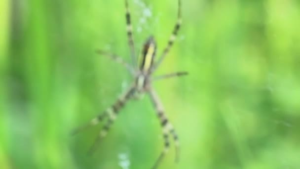 A garden spider in its web — Stock Video