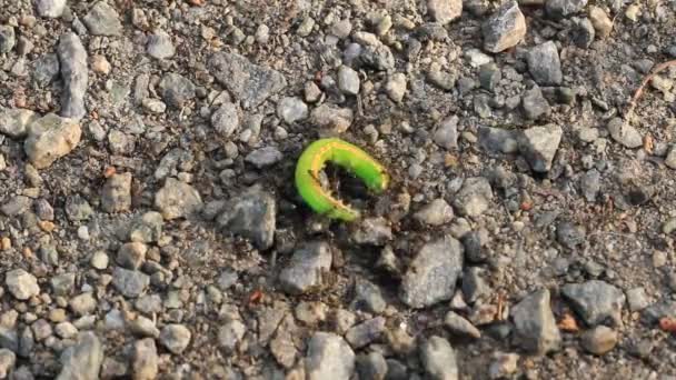 Formigas e lagarta verde morta — Vídeo de Stock