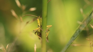 bitki üzerinde böcek