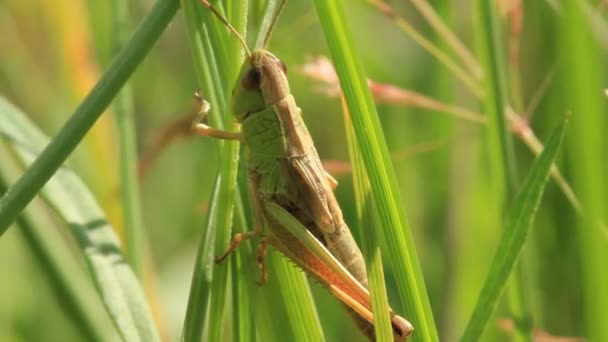 Un scarabée sur une plante 