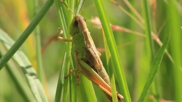 Un escarabajo en una planta — Vídeos de Stock