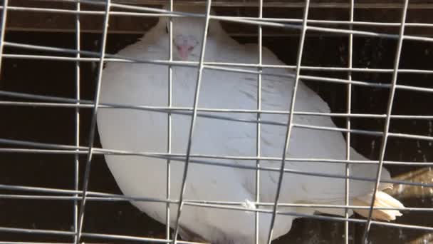 Beau pigeon paon blanc — Video