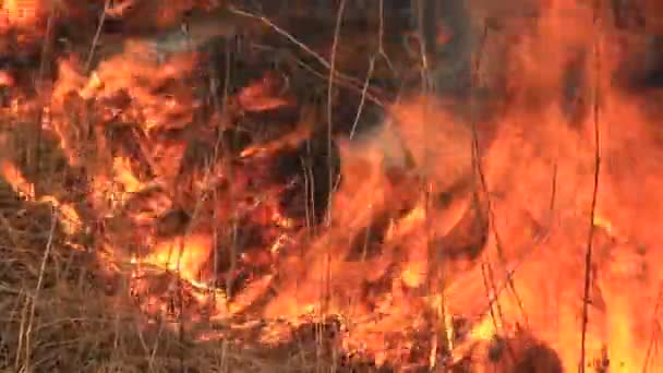 Fuego en la pradera — Vídeos de Stock