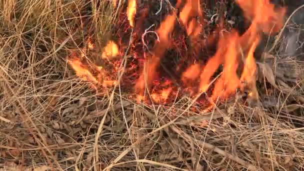 Burning dry grass — Stock Video