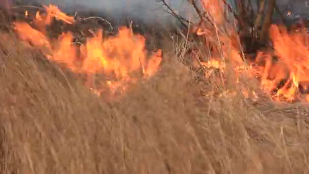 Burning dry grass — Stock Video