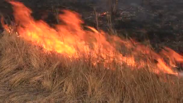 Herbe sèche brûlante — Video