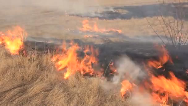 herbe sèche brûlante