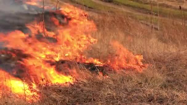 Trockenes Gras verbrennen — Stockvideo