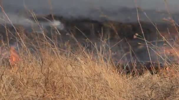 herbe sèche brûlante