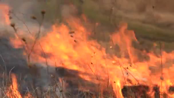 Спалювання сухої трави — стокове відео