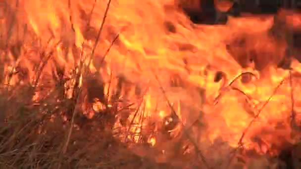 Burning dry grass — Stock Video