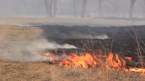 herbe sèche brûlante