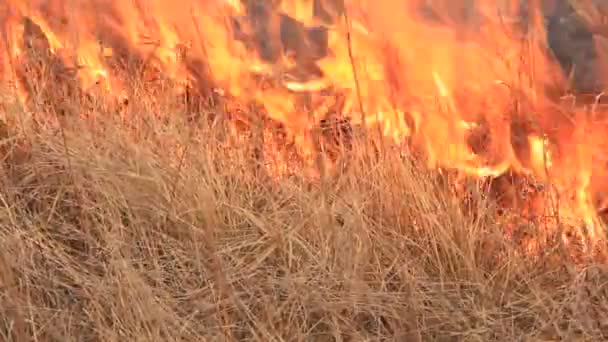 Burning dry grass — Stock Video