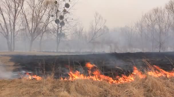 Förbränning av torrt gräs — Stockvideo