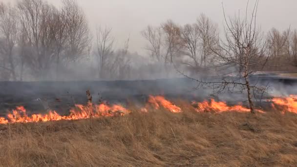 Förbränning av torrt gräs — Stockvideo