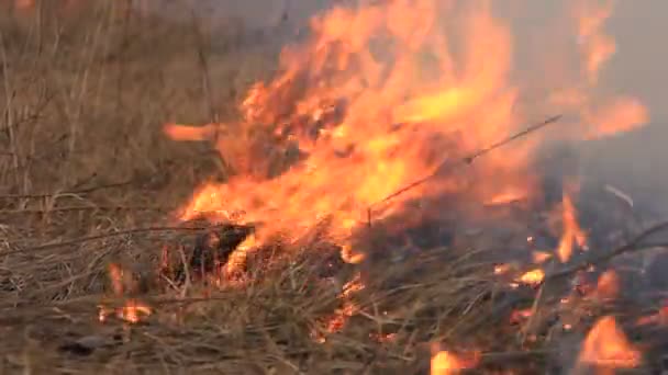 Herbe sèche brûlante — Video