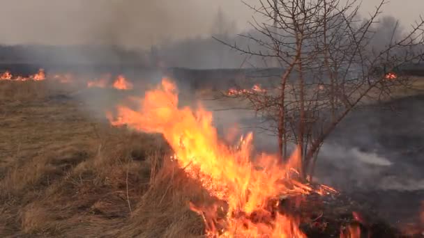 Trockenes Gras verbrennen — Stockvideo