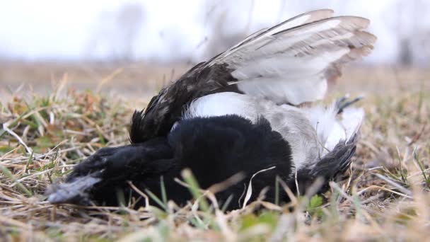 Een dode vogel — Stockvideo