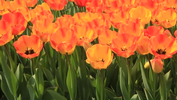 Gebied van tulpen — Stockvideo