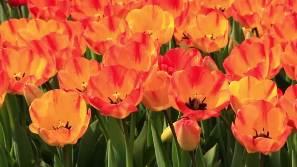 A tulipán mező — Stock videók